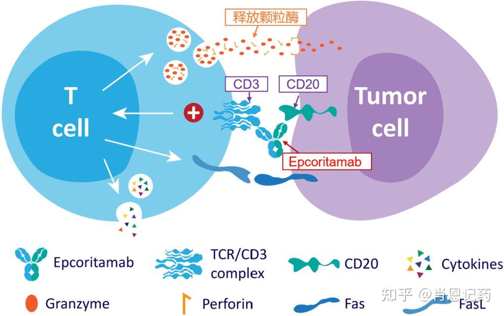 记住所有FDA生物药 | 靶向CD20 X CD3双抗 | Epcoritamab | 弥漫性大B细胞淋巴瘤(DLBCL) - 知乎