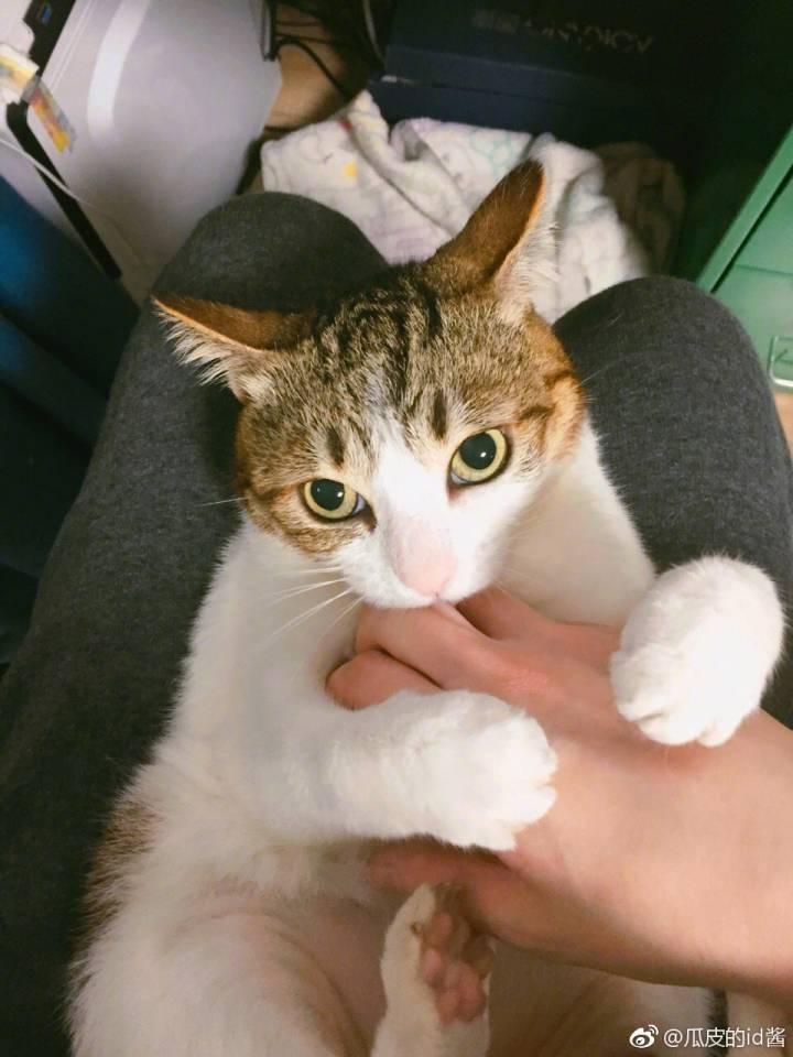 云养猫是什么样的体验? - 知乎