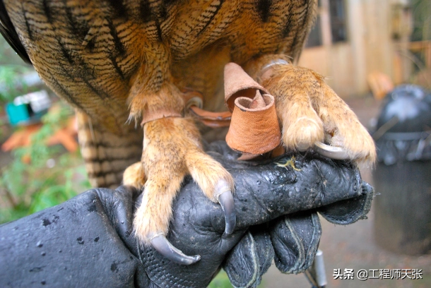 遼寧大貓頭鷹受傷被救竟是國家保護動物本名真不容易唸對