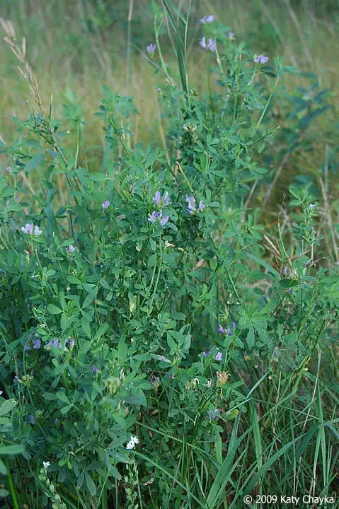 食野之苹捌紫苜蓿