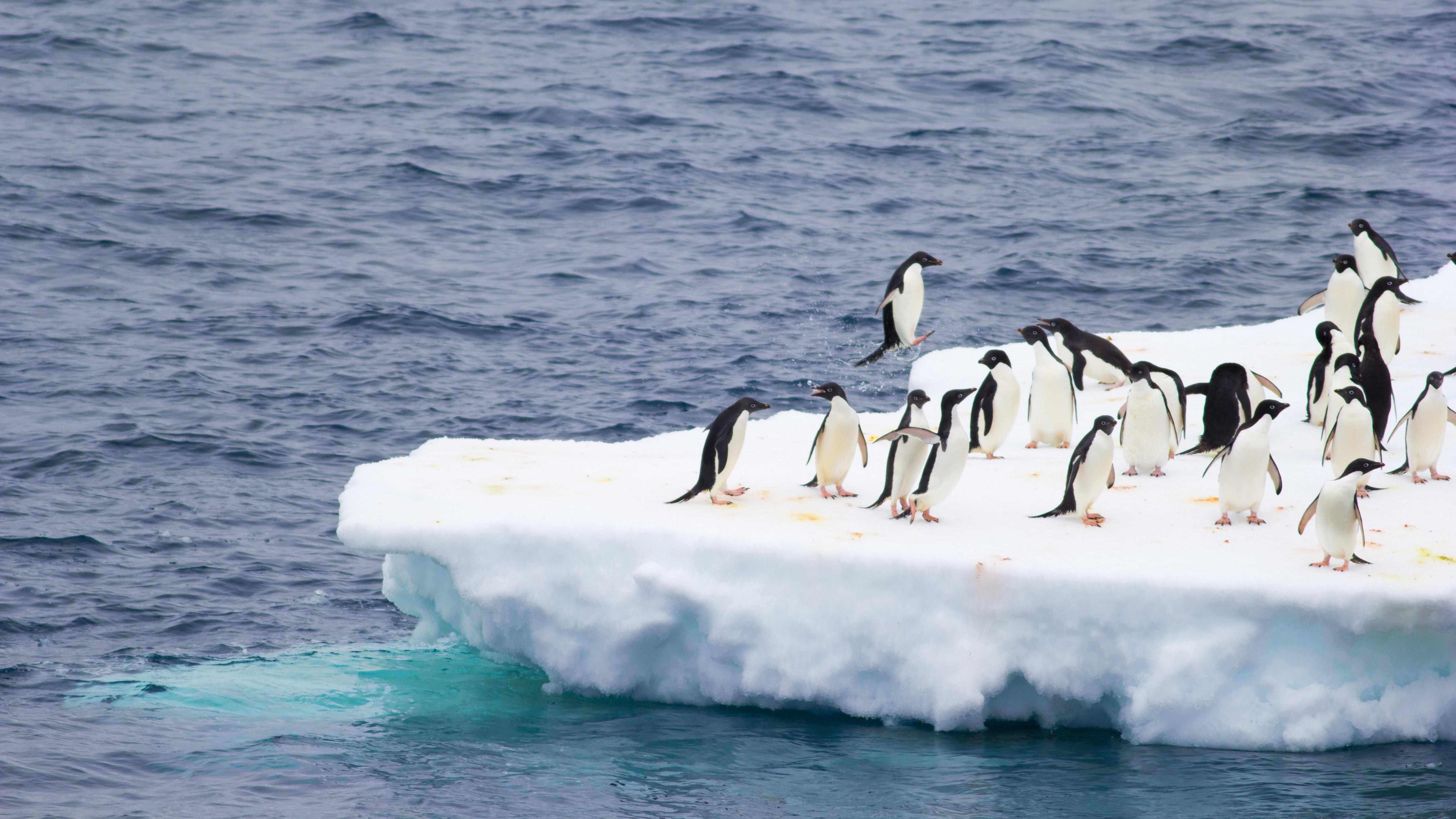 比宇宙更远的地方企鹅岛