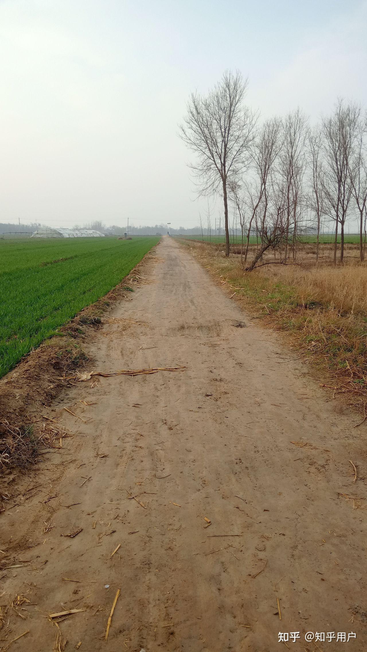 鲁北农村田间小路