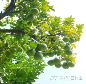 南方庭院适合种什么树? - 知乎