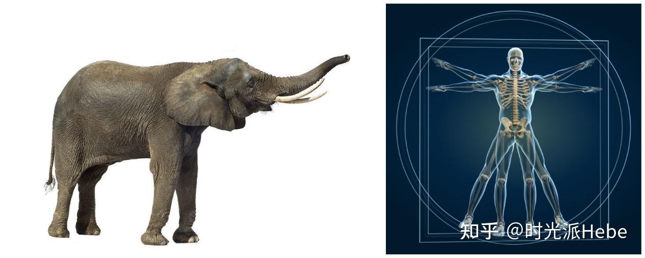 不仅不患癌还拥有与长鼻子一样逆天的寿命做一只大象的快乐你想象不到