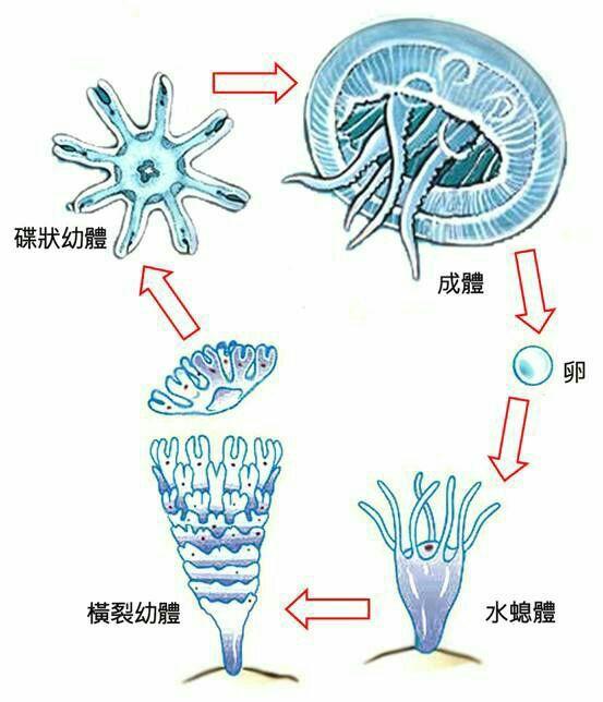 水螅出芽生殖的过程图片