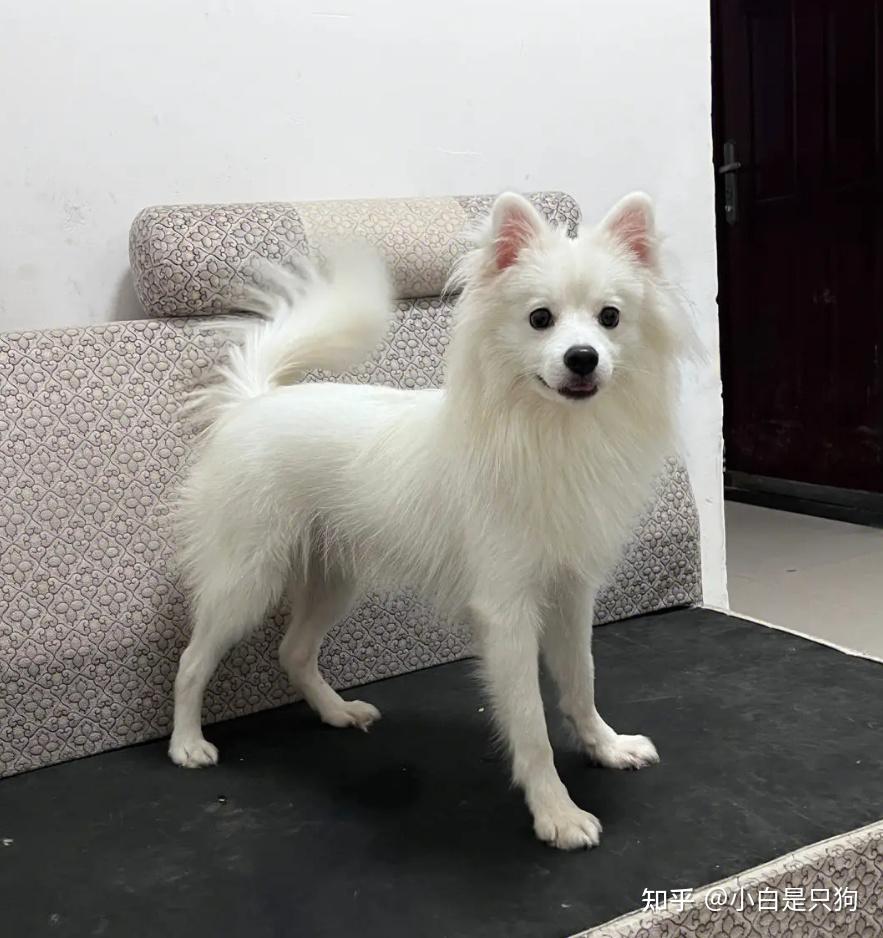 能面　狐　犬 狐 - 能面師 倉林朗 能面展示室ー能面展示室