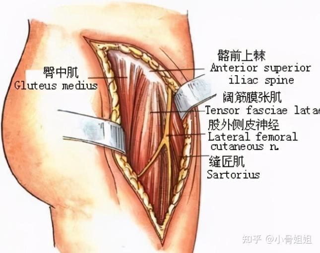 真正紧张的不是髂胫束而是臀大肌和阔筋膜张肌.