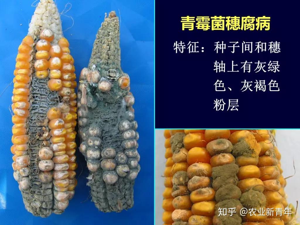 Maize (corn) | Diseases and Pests, Description, Uses, Propagation
