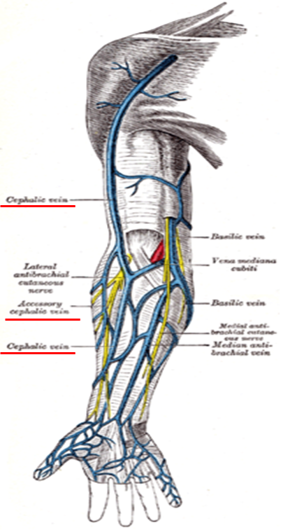头臂静脉汇入下腔静脉图片