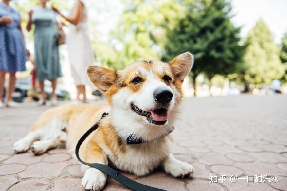 沒被教育過的柯基犬非常調皮,它對什麼東西都很好奇,探究方式就是用嘴