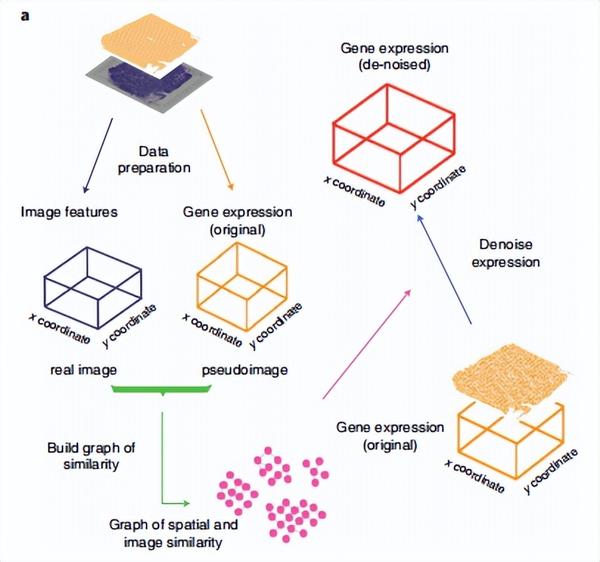 中国学者通过空间转录组空间位置和病理学图像信息，解决空间转录组基因表达谱数据噪音问题 - 知乎