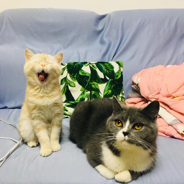 铲屎官们 有没有被自己的猫气到爆炸过 知乎