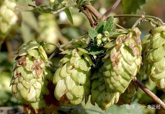 humulus lupulus英文名:hops中文名:加拿大啤酒花精油短視頻,直播