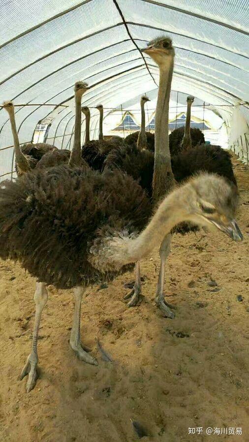 如何辨别驼鸟养殖是不是骗局
