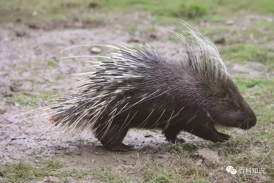 动物界的刺头大佬豪猪首当其冲