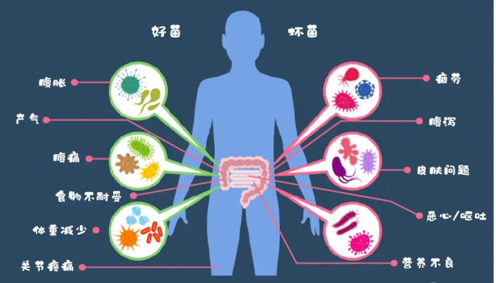 肠道微生态系统是人体第十大系统，各种疾病可能和它有关联！ - 知乎
