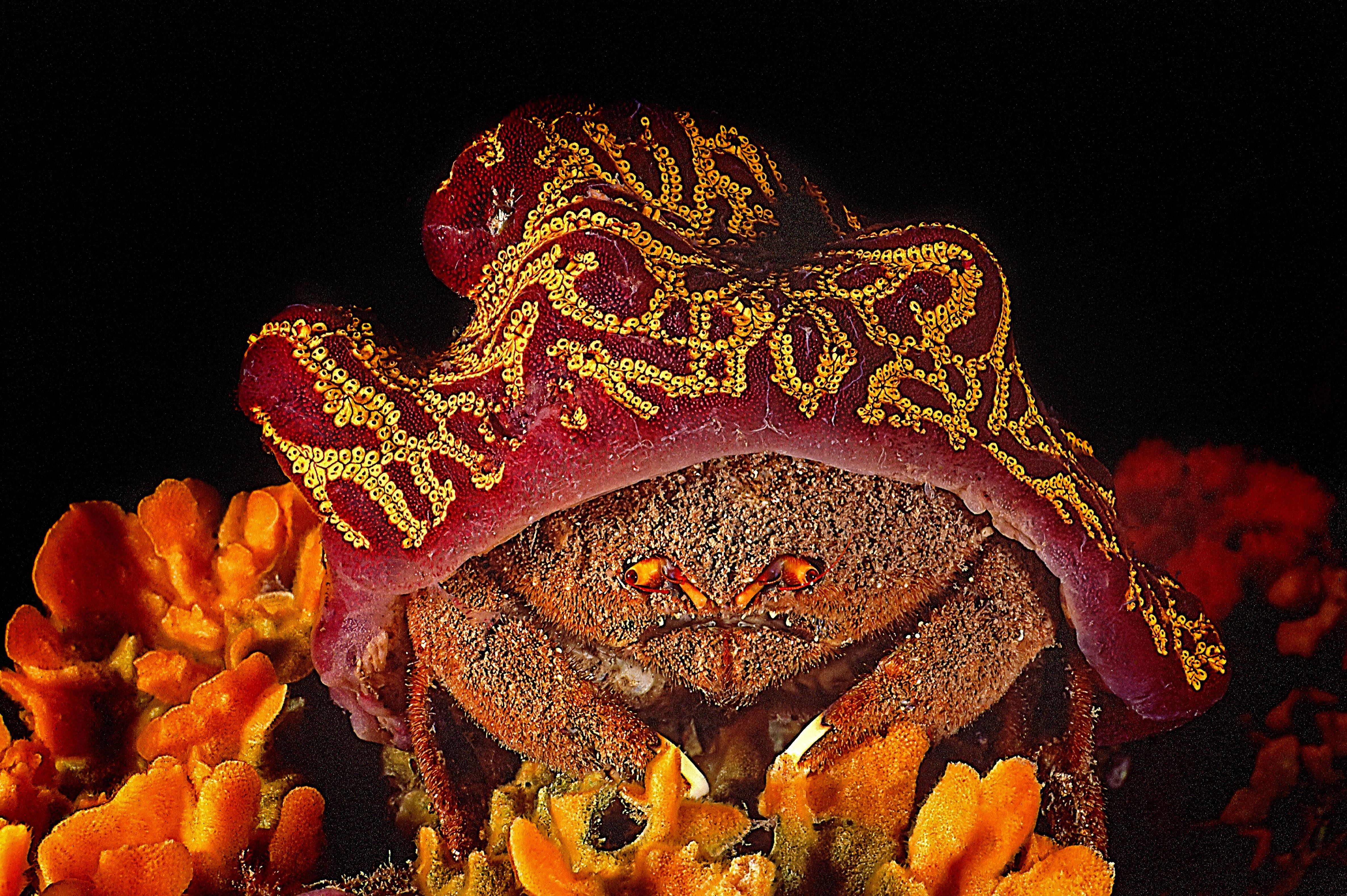 盘点那些奇奇怪怪的螃蟹