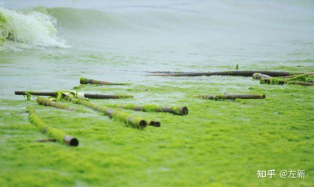 浒苔绿潮综合治理建议方案 - 知乎