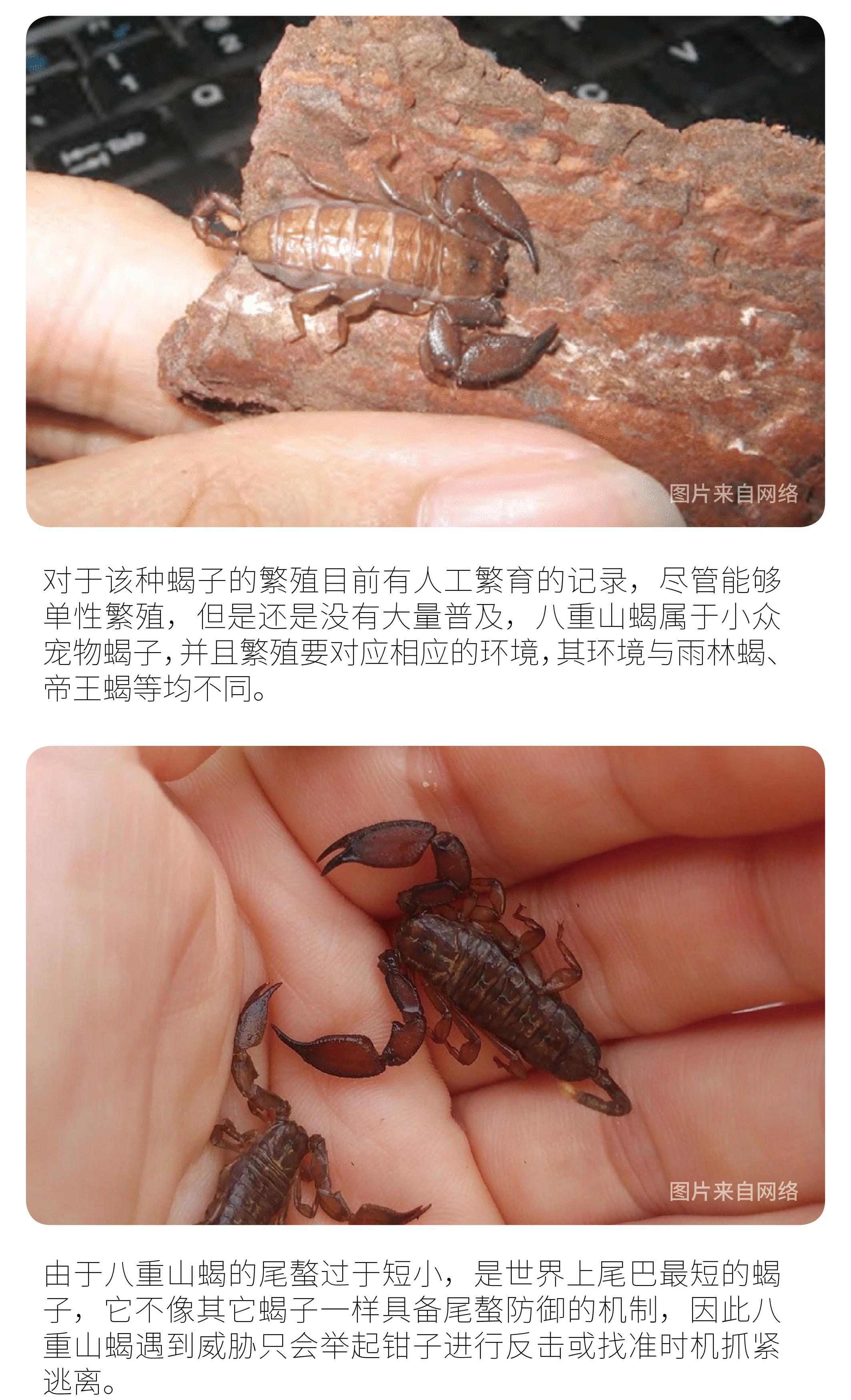 物种小谈┃八重山蝎