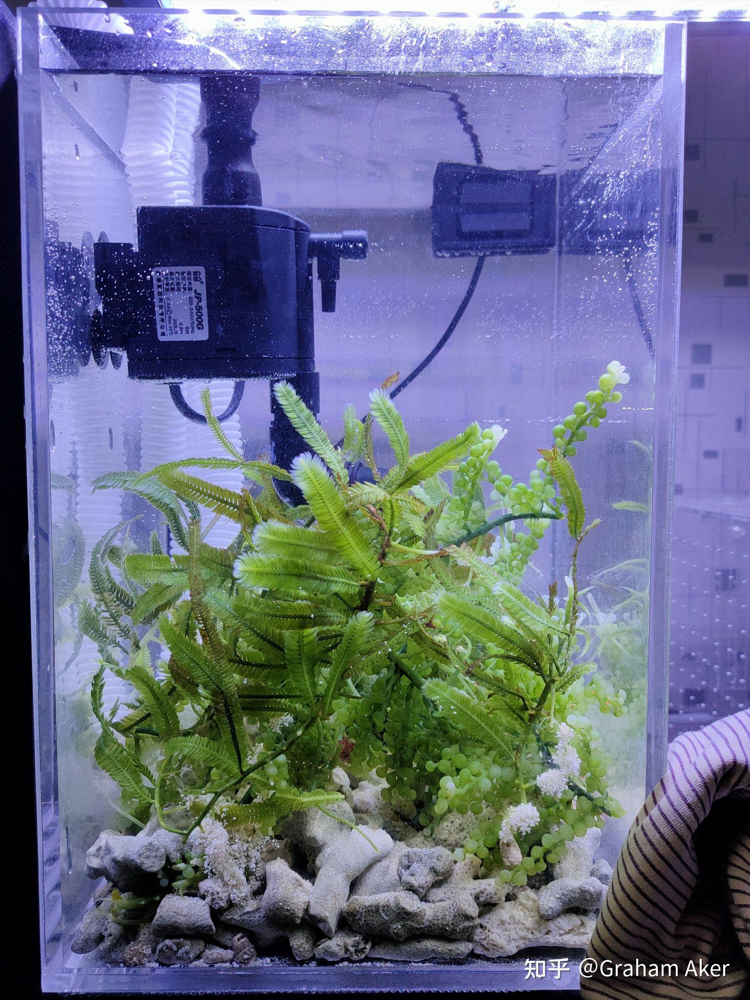 藻缸的藻有一天几乎全部白化