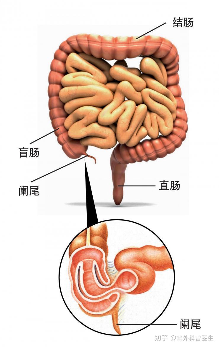 小肠和大肠交界的地方称为回盲部,与小肠相连接的大肠叫做盲肠,阑尾