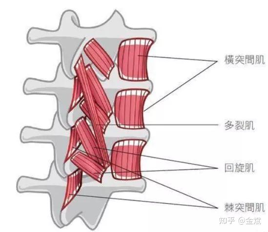 腰背肌解剖图片