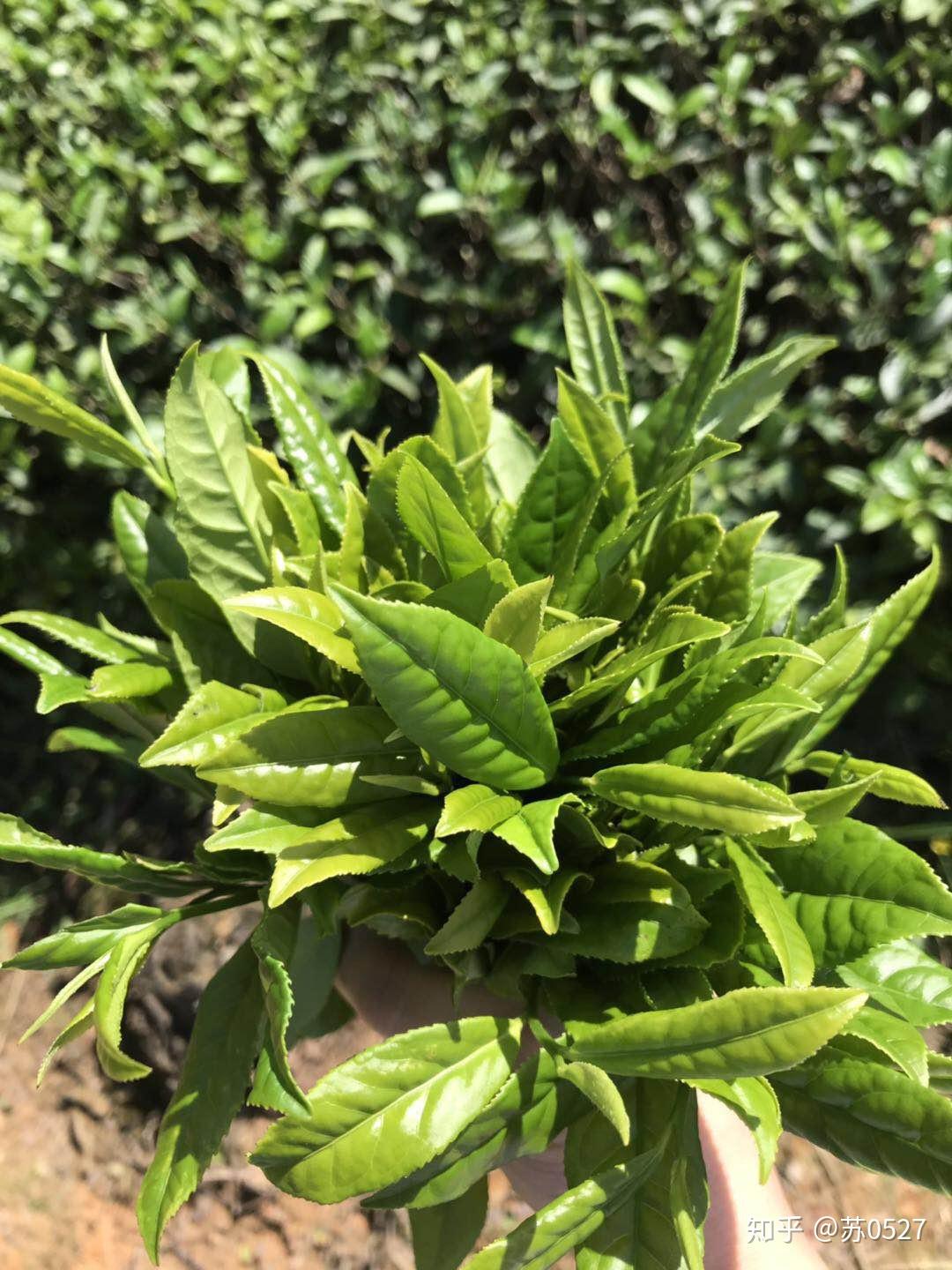 带你深入了解中国传统名茶之武夷山大红袍