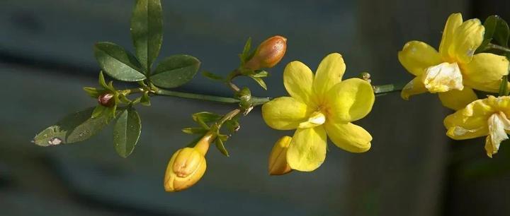 求求别再管所有小黄花都叫迎春花了 知乎