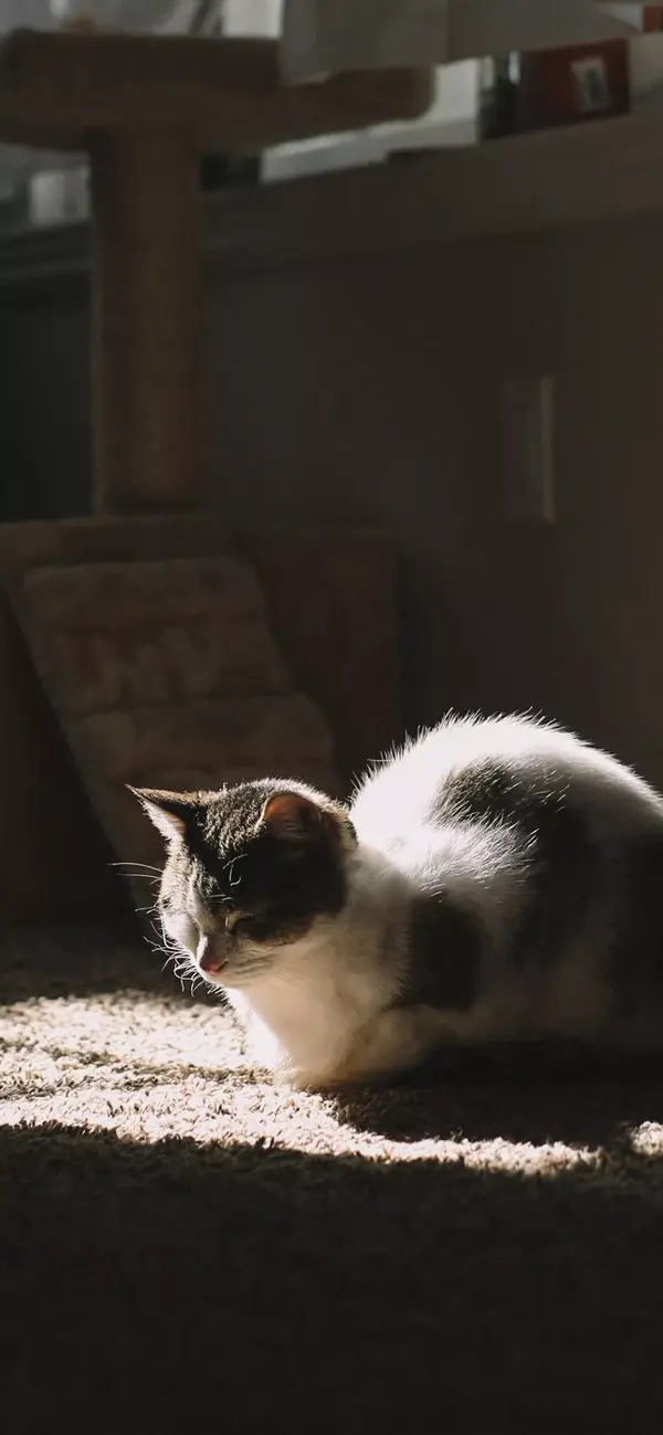 80张超可爱的全面屏猫咪壁纸 知乎