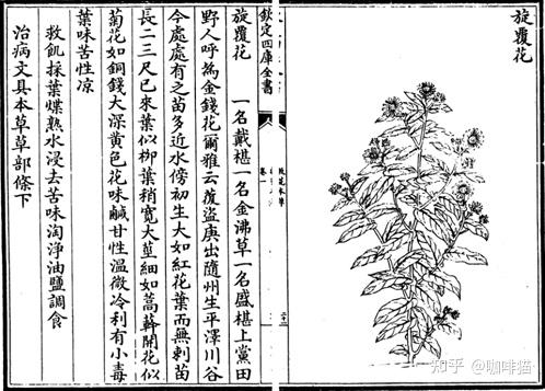 旋覆花开洵足珍别名金沸草称神