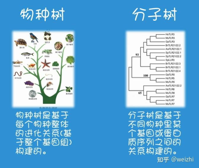 微生物进化树图片