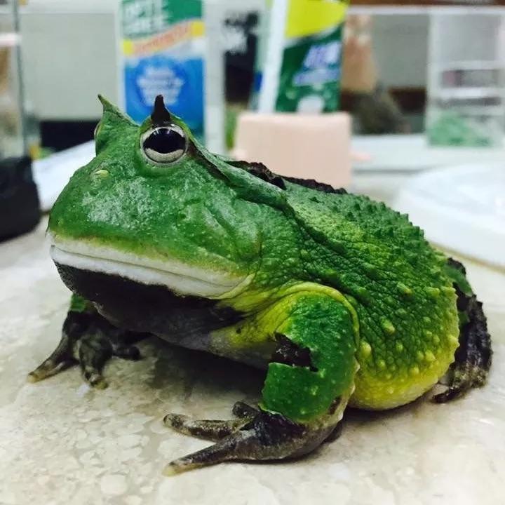 角蛙饲养·必看贴（一）