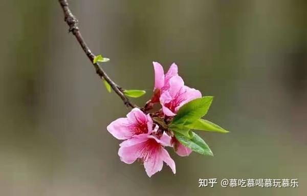 鸟雀争栖 蜂飞蝶舞 盘点那些关于桃花的文案 知乎