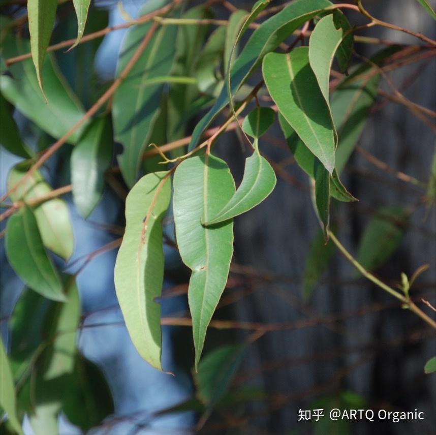 强大抗菌能力的尤加利精油