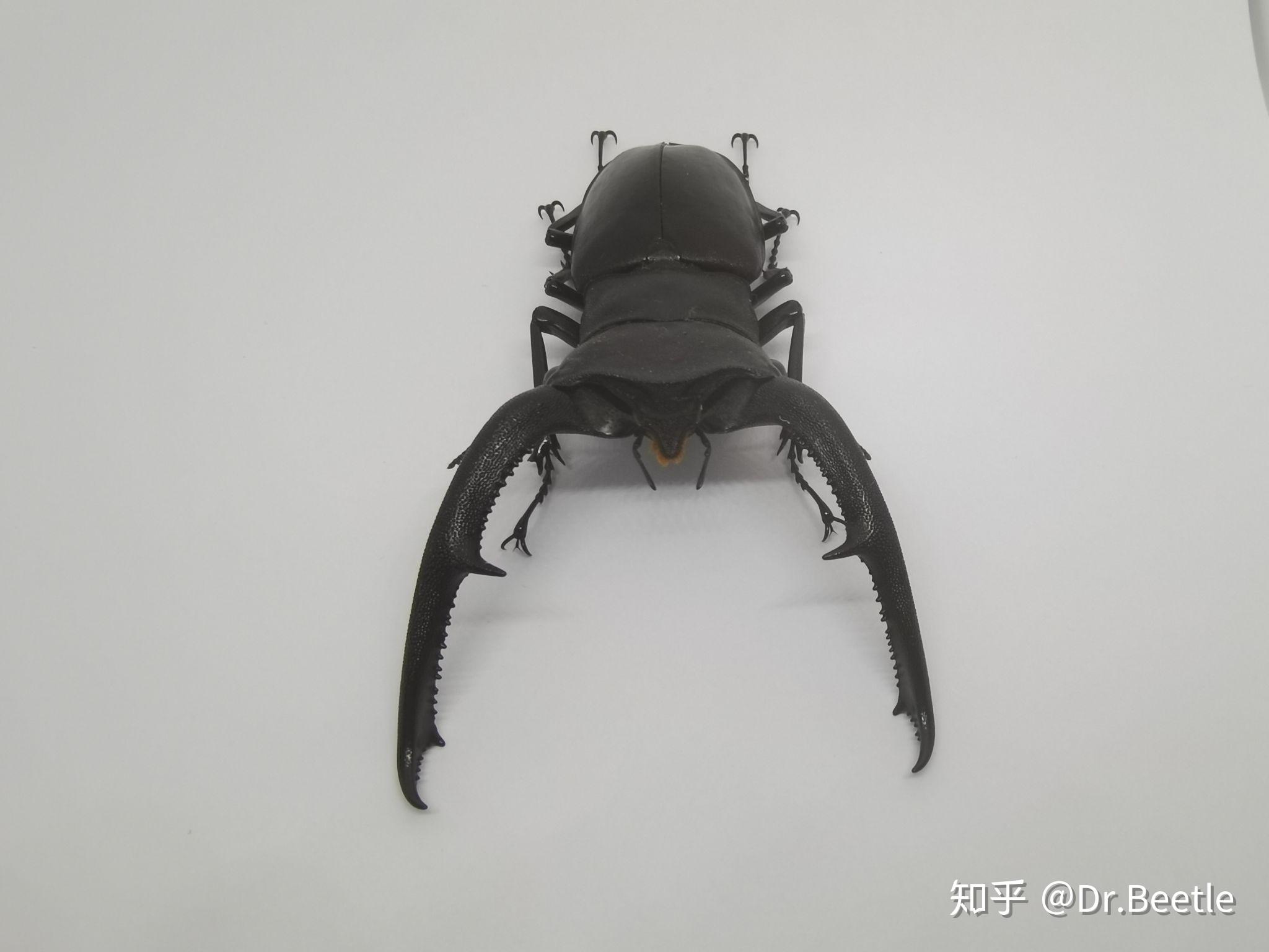 巨鄂叉角锹形虫