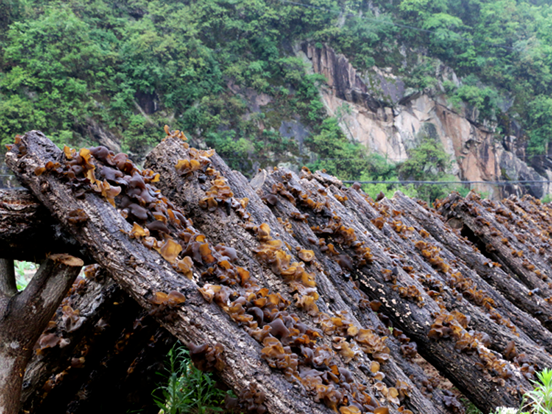 来自木耳之乡的保康黑木耳