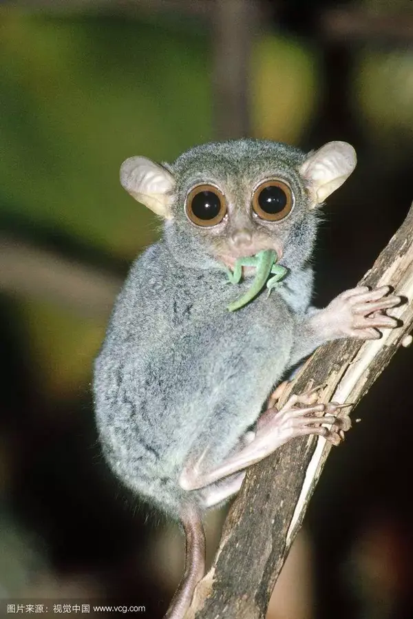 世界上最小猴种小小眼镜猴可爱大眼萌