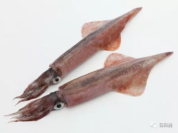 鱿鱼 那些好吃到让你想撕护照的鱿鱼们 终于可以一次认清了 知乎 鱿鱼 那些好吃到让你想撕护照的鱿鱼们 终于可以一次认清了 知乎