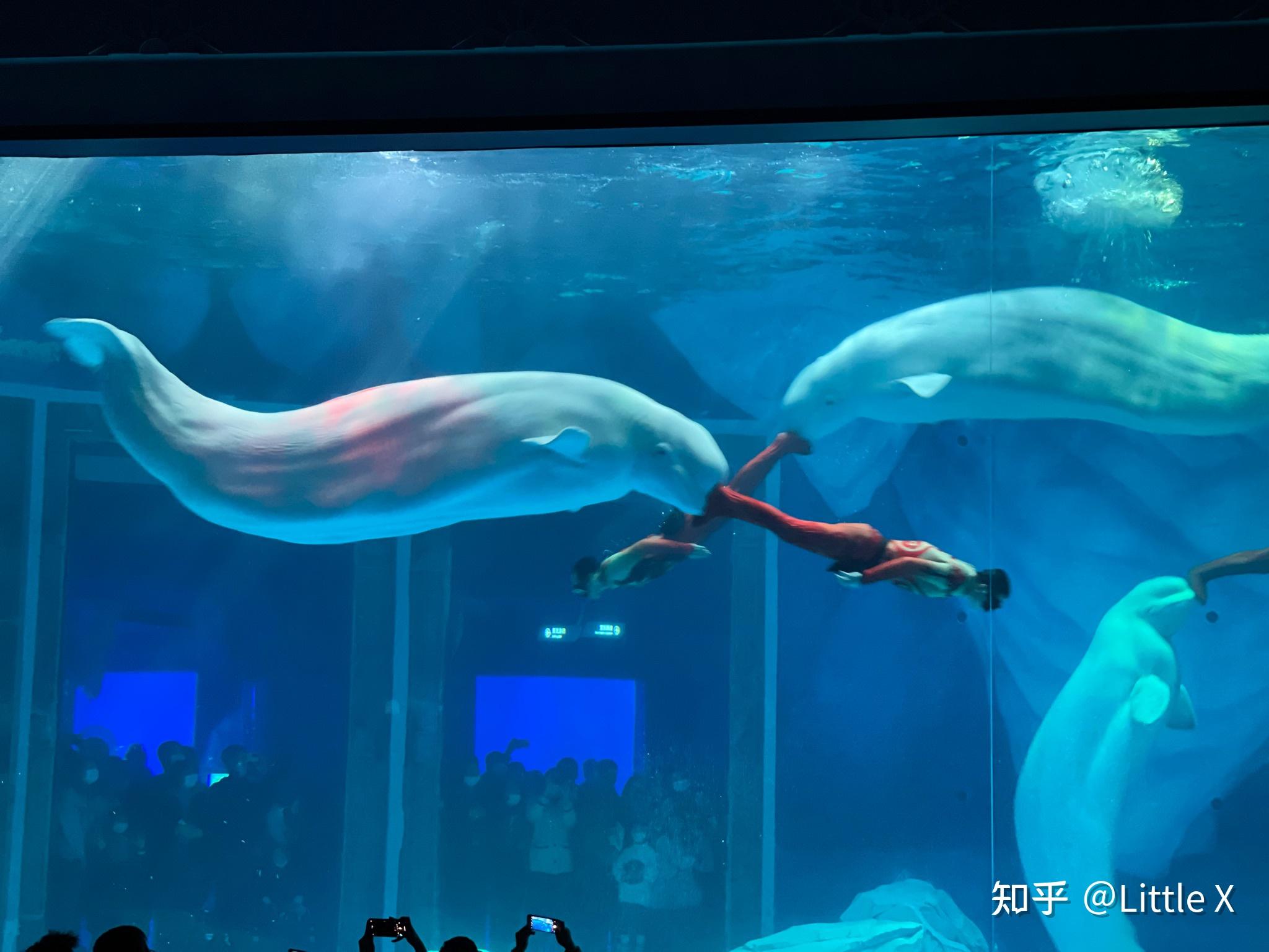 陆家嘴海洋水族馆(陆家嘴海洋水族馆地址)