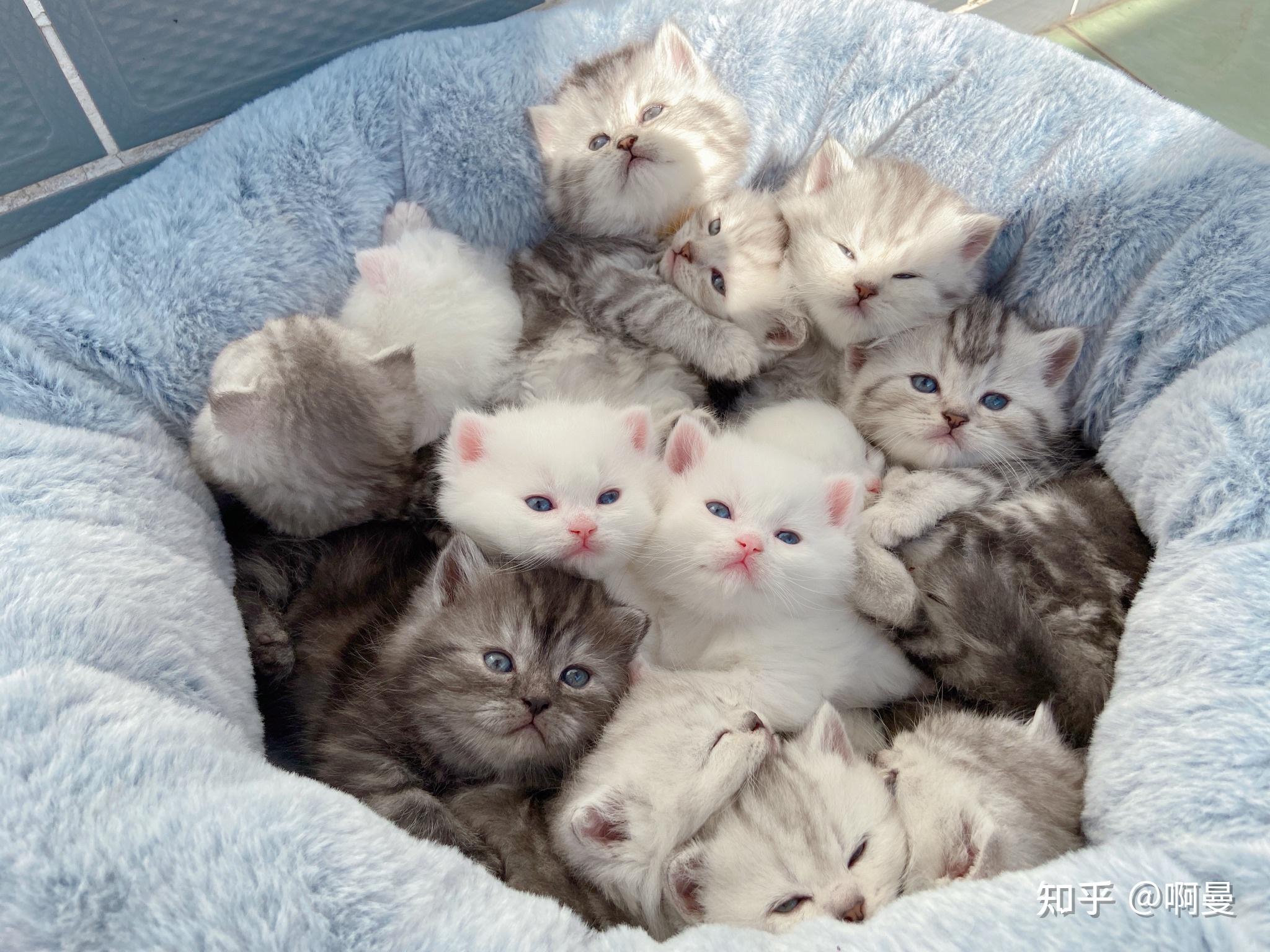 蓝猫和金吉拉配会生出怎样的孩子