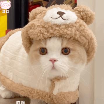 布偶猫咪豆包拿铁表情包丨穿衣服的兔子猫表情包