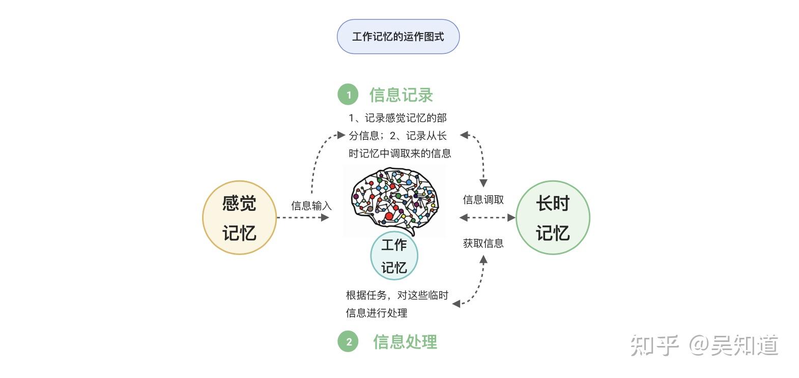 全网最通俗易懂的「工作记忆」概念解释