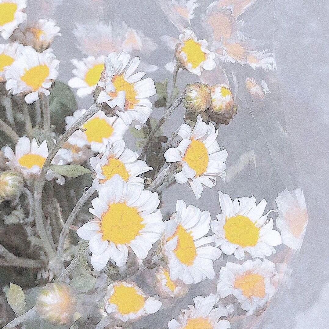 一组小雏菊照片|摄影|风光摄影|公子雪 - 原创作品 - 站酷 (ZCOOL)