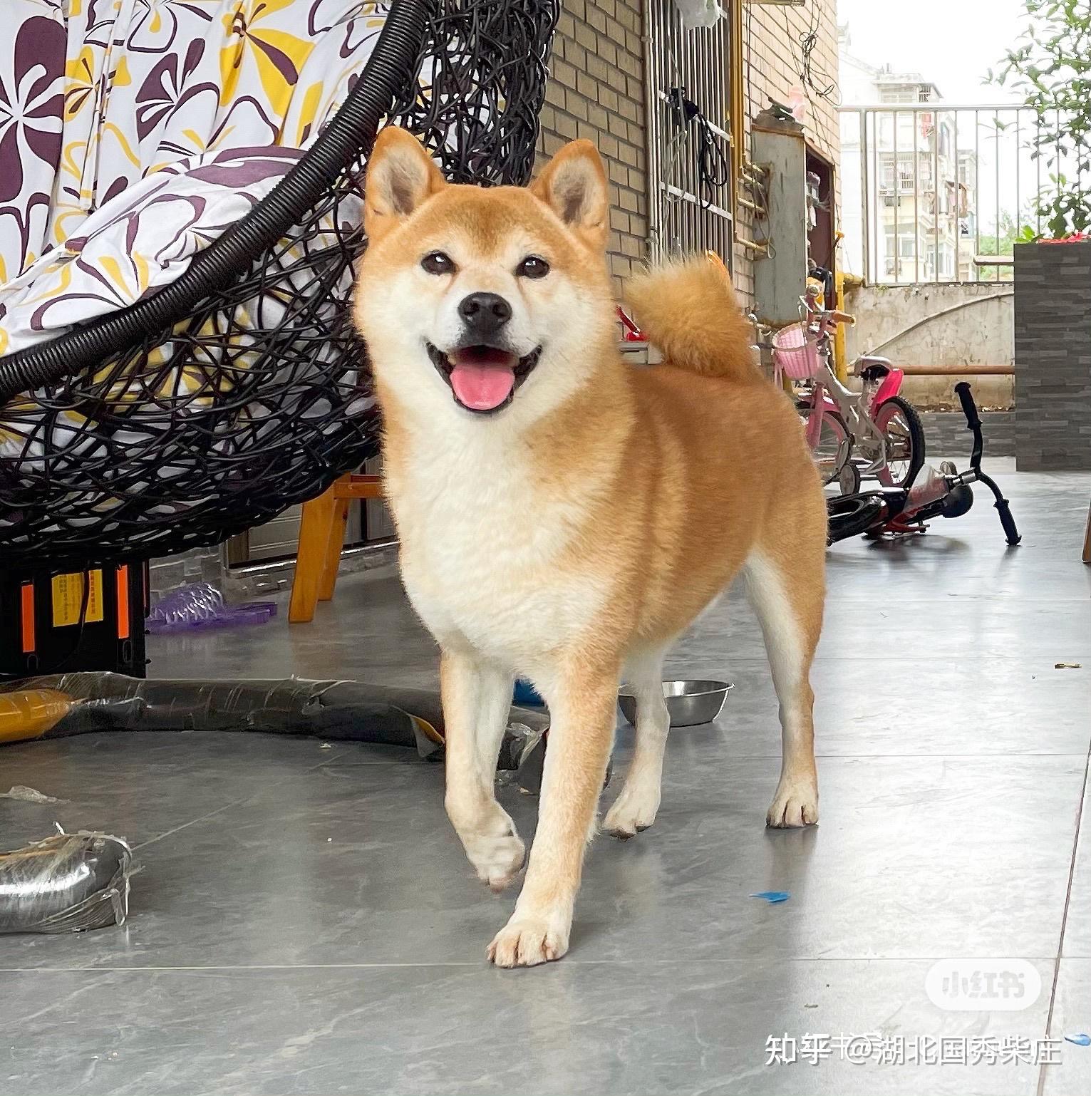 柴犬选购小技巧,毛色篇
