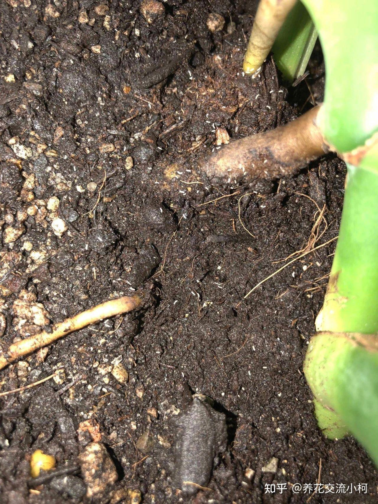 tiny bugs in plant soil        <h3 class=