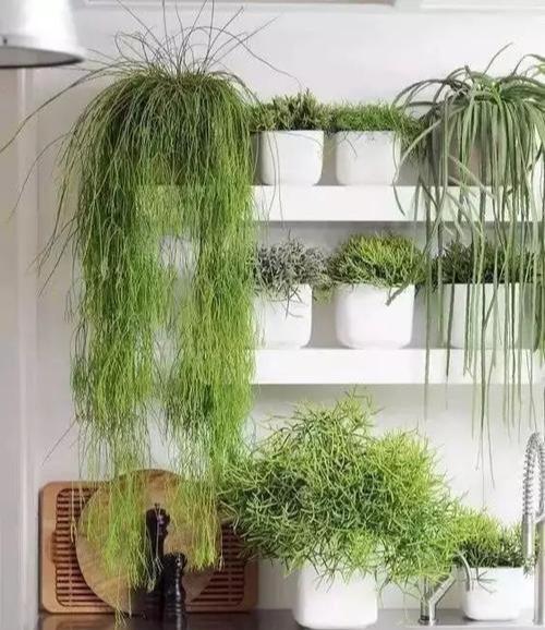 室内绿植推荐网红绿植 v2-b3c0977b27d3dc03b24123a20f9af995_r.jpg