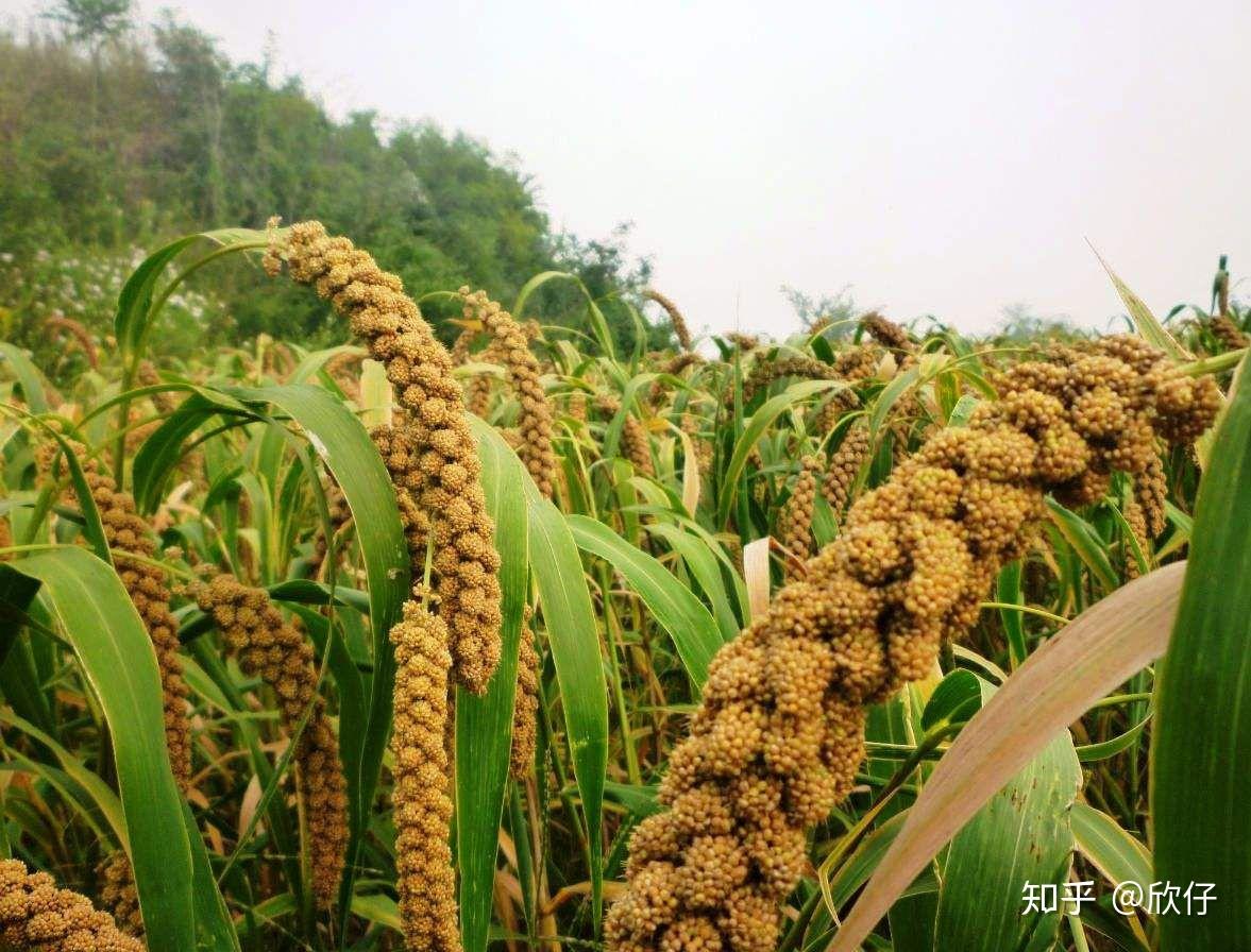 小米(粟)是狗尾草选育的吗?两者是否为同属植物? - 知乎