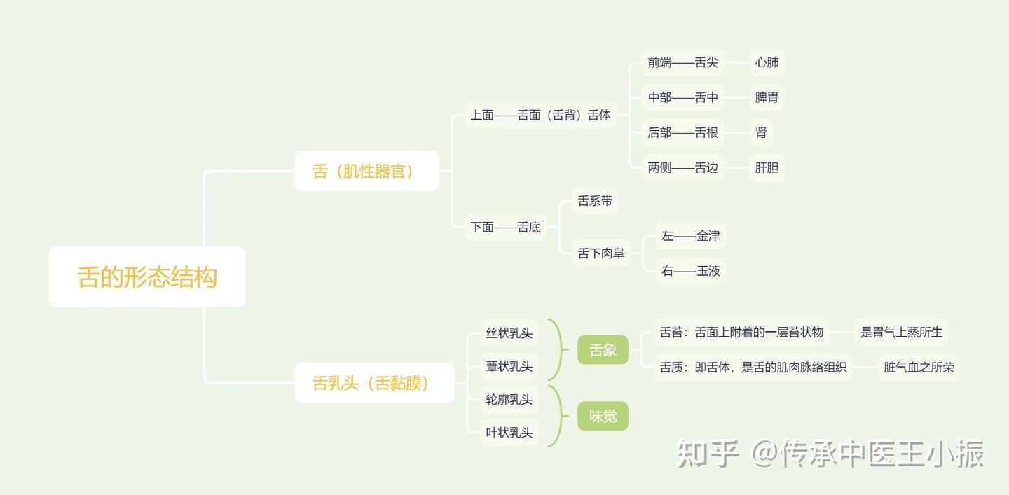 两分钟学中医——舌诊 - 知乎