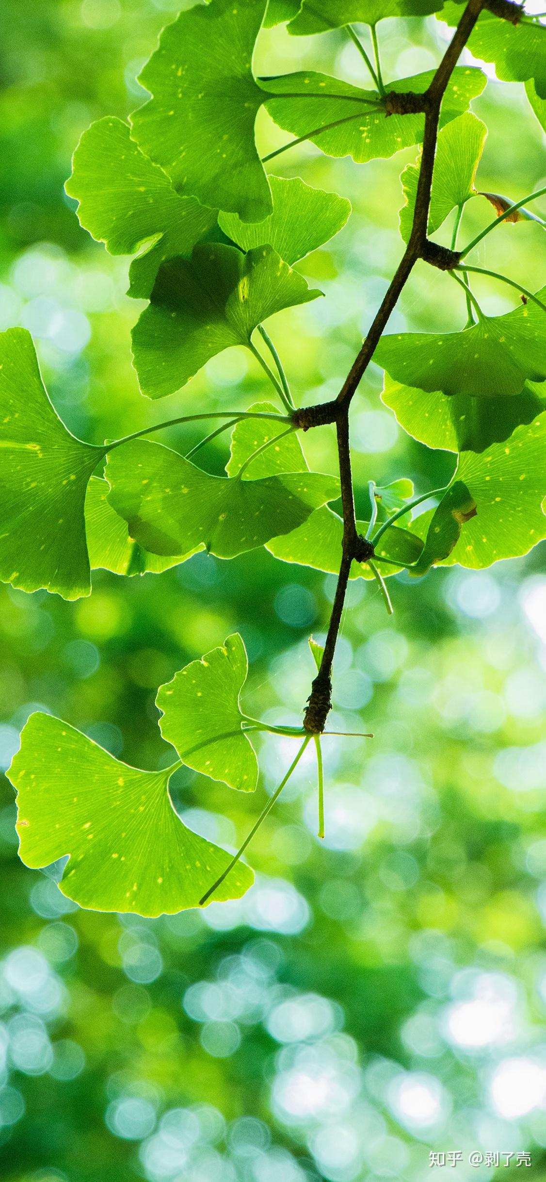 有没有绿色系的好看的壁纸