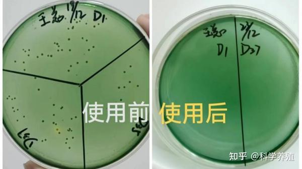 可怕！你还在用蛭弧菌、消毒剂、抗生素控弧？真正的弧菌“终结者”其实是它...... - 知乎